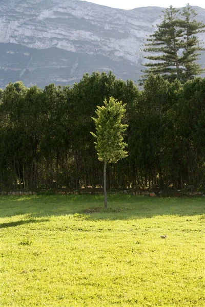 Cipreste como uma ilha de grama verde — Fotografia de Stock