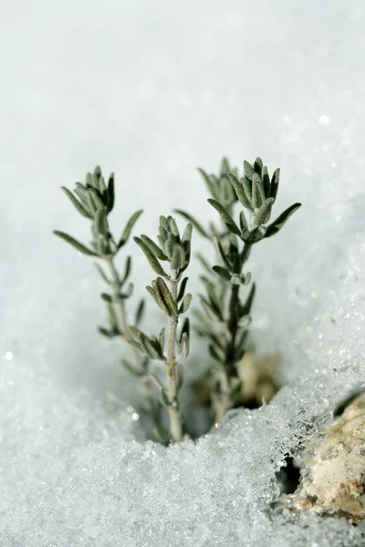 Little plant growing from under snow — Stock Photo, Image