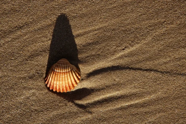 Strand zand textuur met clam schelpen — Stockfoto