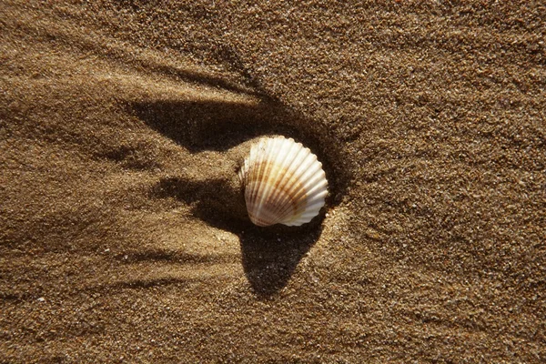 ハマグリの殻を持つ浜の砂のテクスチャ — ストック写真