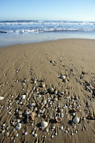 Beach sand textur med musslan beskjuter — Stockfoto