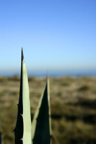 Agave, pitera, cactus desde la orilla del mar Mediterráneo — Foto de Stock