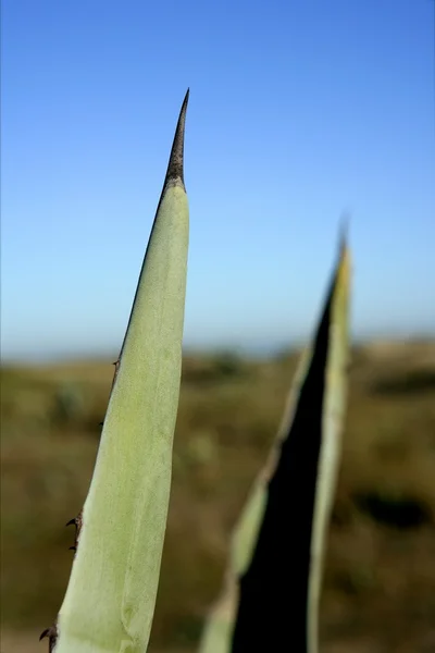 Agave, pitera, cactus desde la orilla del mar Mediterráneo — Foto de Stock