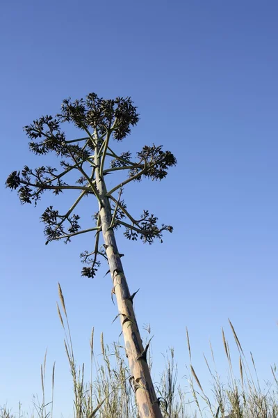 龙舌兰，pitera，从地中海岸边的仙人掌 — 图库照片