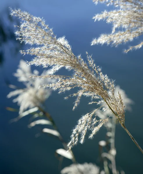 Flores de cana no rio, céu azul — Fotografia de Stock