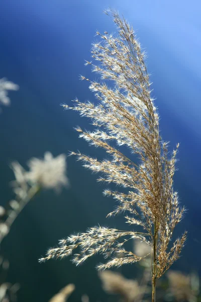 甘蔗花上河、 蓝色天空 — 图库照片