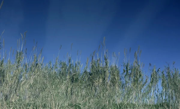 Цветы тростника на реке, голубое небо — стоковое фото