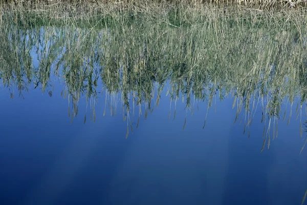 Цветы тростника на реке, голубое небо — стоковое фото