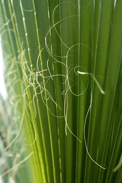 Detalle de hoja de palma con fibra rizada —  Fotos de Stock