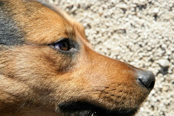 Hund über das Bodenprofil, Nahaufnahme — Stockfoto