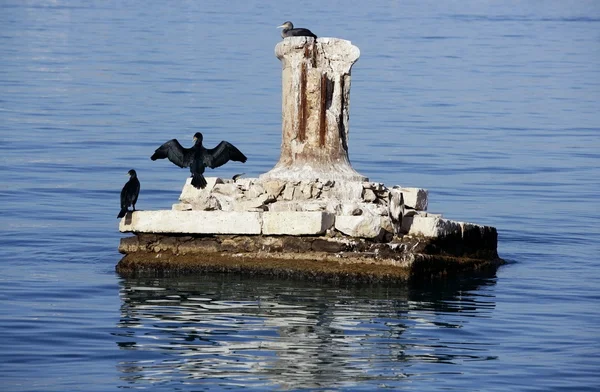 Asas de abertura de corvo-marinho preto para ficar seco — Fotografia de Stock