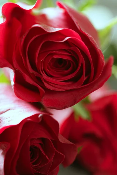 Прекрасный цветок розы над красными лепестками — стоковое фото