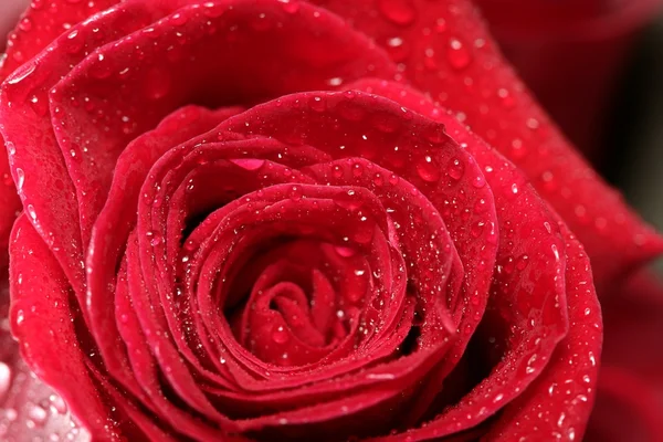 Rote Rose Makro mit Wassertropfen — Stockfoto