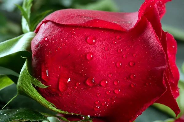 Vermelho rosa macro com gotas de água — Fotografia de Stock