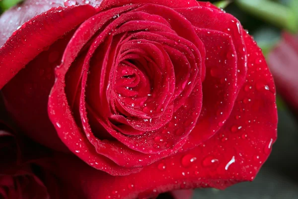 Rosa rossa macro con goccioline d'acqua — Foto Stock