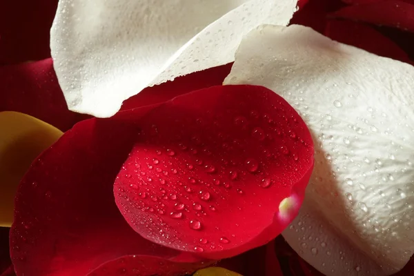 Барвистий пелюсток троянди текстури шпалер — стокове фото