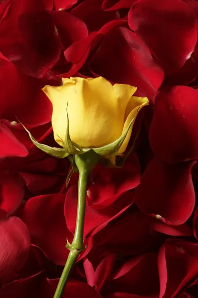 Piękny żółty kwiat róży na czerwone płatki — Zdjęcie stockowe