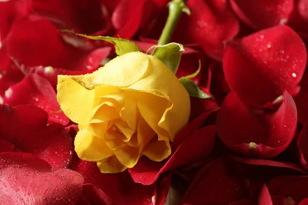 Belle fleur de rose jaune sur pétales rouges — Photo