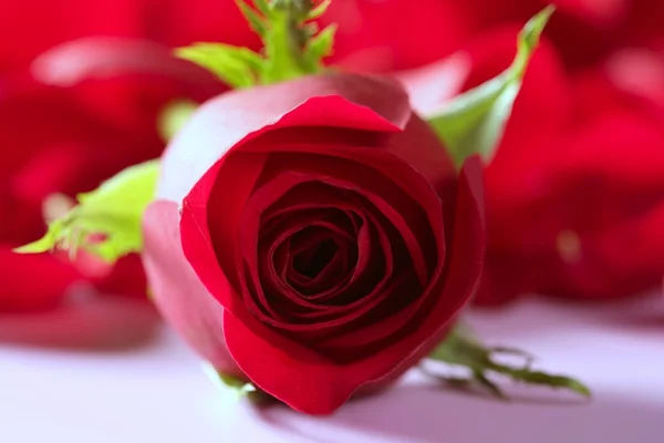 Hermosa flor de rosa sobre pétalos rojos —  Fotos de Stock