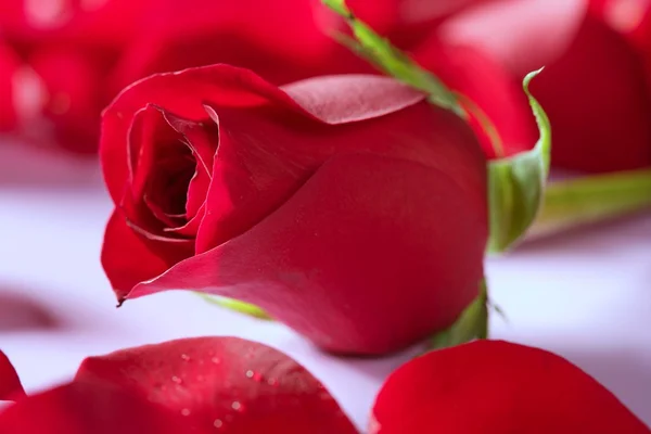Bellissimo fiore di rosa su petali rossi — Foto Stock