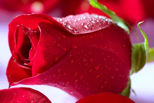 水滴を持つ赤いバラ マクロ — ストック写真