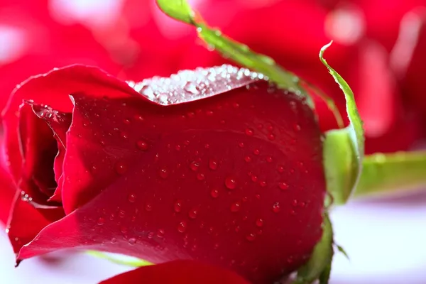 Macro rosa roja con gotitas de agua — Foto de Stock