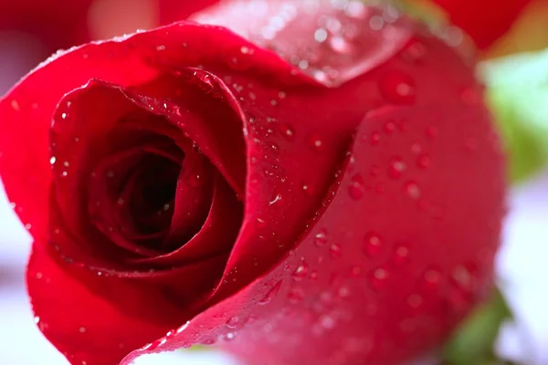 Czerwona róża makro z kropelek wody — Zdjęcie stockowe