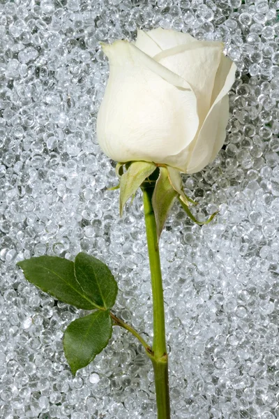 Una hermosa rosa sobre una textura redonda de vidrio —  Fotos de Stock