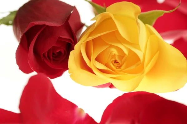 Dwa makro róża czerwony i żółty z płatkami — Zdjęcie stockowe