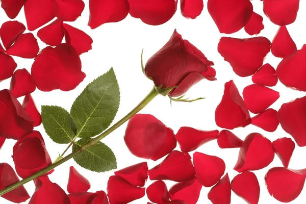 Rosa rossa in una cornice di confine di petali — Foto Stock