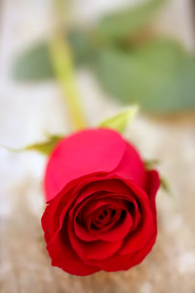 Rosa rossa su vecchio legno di teak invecchiato — Foto Stock