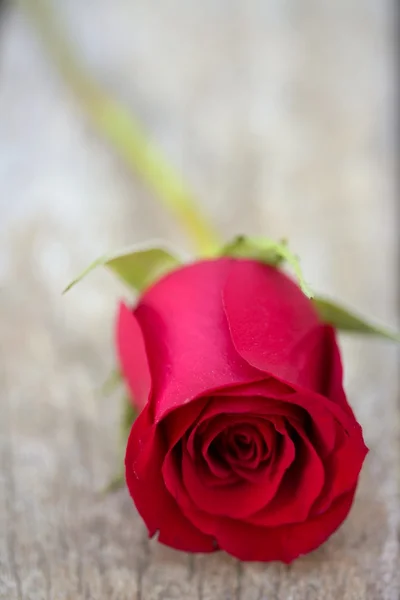 Rosa rossa su vecchio legno di teak invecchiato — Foto Stock