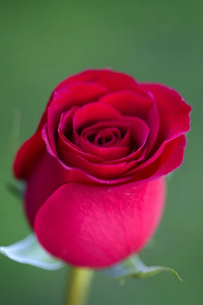 Macro rose rouge, fond d'herbe verte floue — Photo