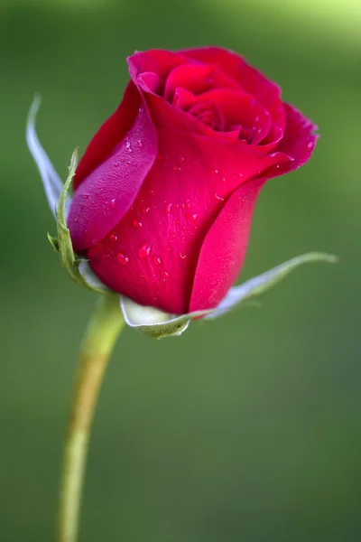 宏红玫瑰，模糊绿草背景 — 图库照片