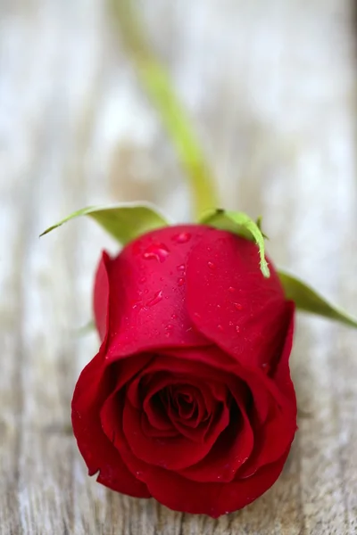 Rode roos over oude leeftijd teak hout — Stockfoto