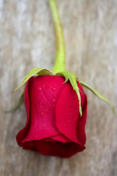 Rosa roja sobre madera vieja de teca envejecida —  Fotos de Stock