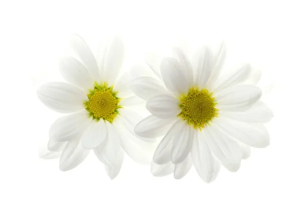 Két fehér Margaréta virág elszigetelt fehér — Stock Fotó