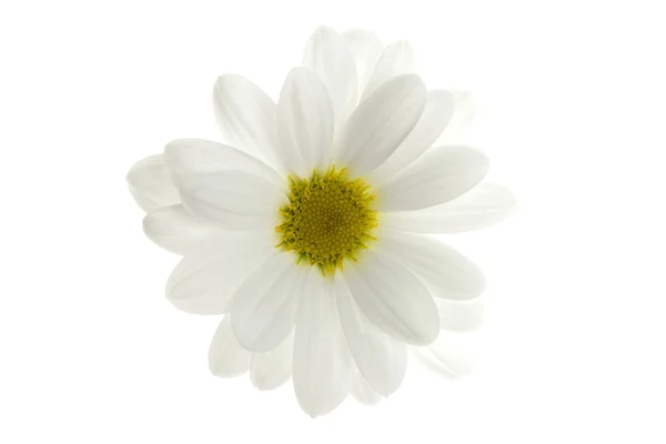 Uma flor de margarida branca isolada em branco — Fotografia de Stock