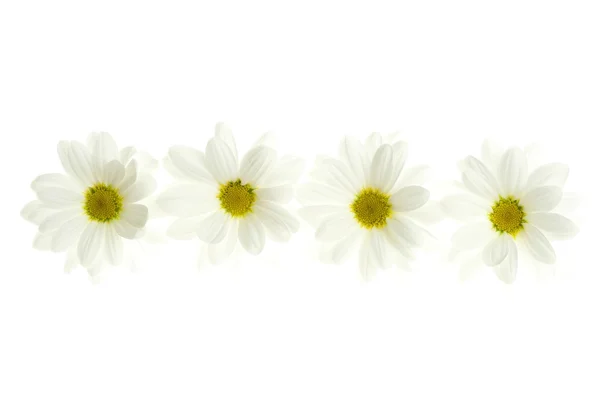 Čtyři bílé sedmikráska květ izolované na bílém — Stock fotografie