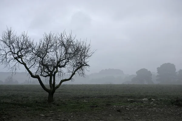 Gedroogde boom verdwijnen in de winter mist — Stockfoto
