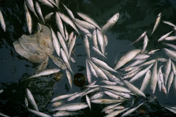 Peixes mortos na água do mar poluída, contaminação — Fotografia de Stock
