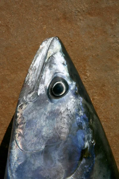 Bonito atún, Sarda Sarda, primer plano macro retrato —  Fotos de Stock