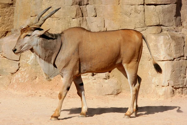 Eland Antelope em um ambiente quente — Fotografia de Stock