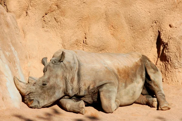 El rinoceronte descansa sobre un suelo cálido de color naranja —  Fotos de Stock