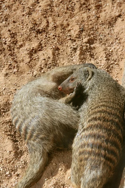 Dva trpasličí mongoose hraní přes písek — Stock fotografie