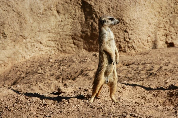 Madagaskar suricata op een klei-landschap — Stockfoto