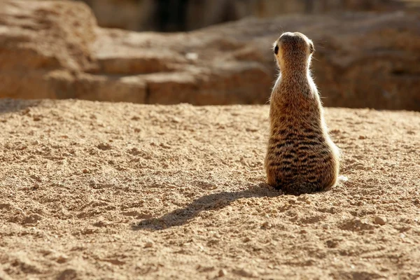 Madagaskar suricata op een klei-landschap — Stockfoto