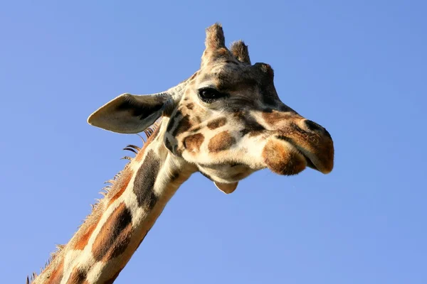 Портрет жирафа, голова и шея над голубым небом — стоковое фото