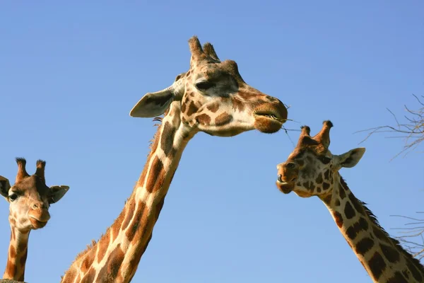 Giraffe portret, hoofd en nek over blauwe hemel — Stockfoto