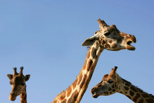 Portret żyrafa, głowy i szyi nad niebieski niebo — Zdjęcie stockowe